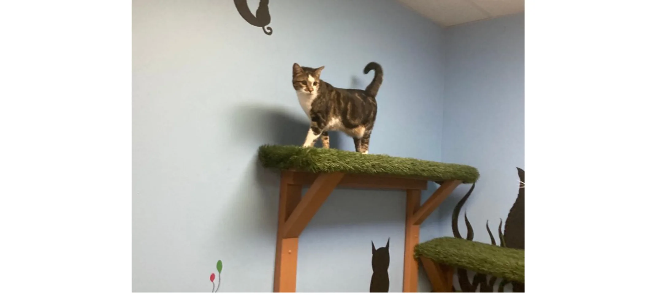 Cat on the jungle gym